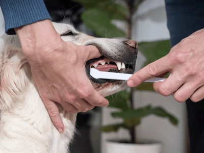 Dog_person brushing the dog's teeth_indoor_with petowner_advice