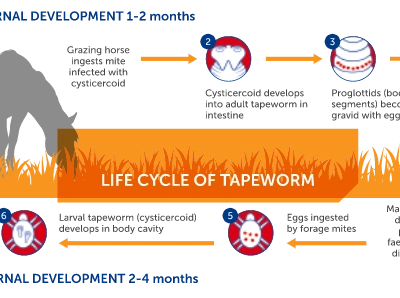 tapeworm_img.png