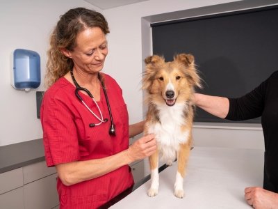 Veterinarian in red scrubs with stethoscope examining a happy Shetland Sheepdog on a clinic table.