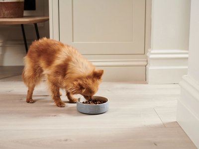 Small brown dog eating kibble from a gray bowl on a light wooden floor indoors.