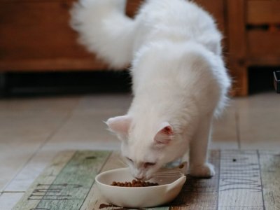 White fluffy cat eating dry kibble from a white bowl on a patterned kitchen floor mat indoors.