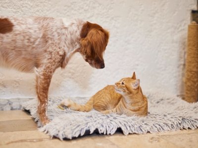 Brown and white dog curiously looking at an orange tabby cat lying on a fluffy rug indoors.