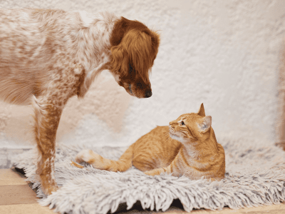 Dog and cat_looking at each other_indoor_alone_advice