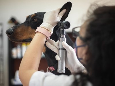 Veterinarian examining a Doberman's ear with an otoscope during a checkup.