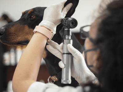 Dog_examination of a Doberman's ear_in clinic_with vet_advice