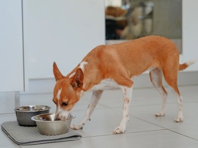Brown and white dog eating from a stainless steel food bowl on a mat in a modern kitchen.