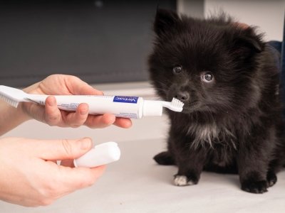 Black fluffy puppy sniffing a toothbrush with pet toothpaste held by a person.