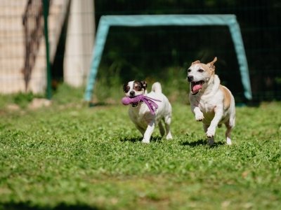 Two playful Jack Russell dogs running on grass, one carrying a purple toy in its mouth.