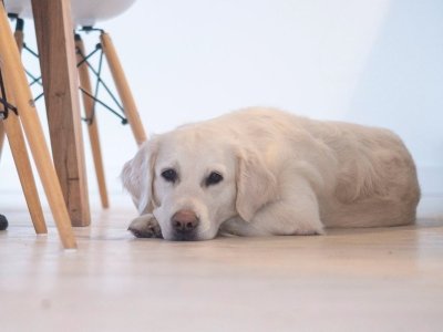 Golden retriever lying on a wooden floor indoors beside dining table legs.