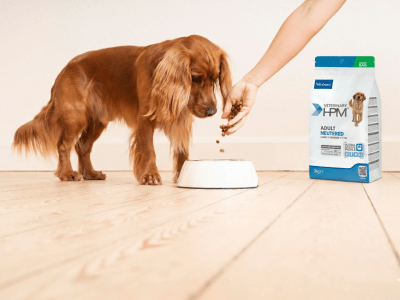 Spaneil with Veterinary HPM adult neutered