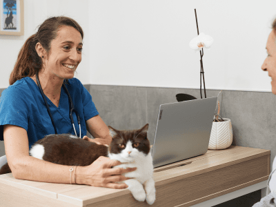 Cat_lying on a desk_clinic_with vet and petowner_advice