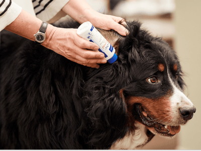 Dog_person applying Epiotic on large dog_indoor_with petowner_advice