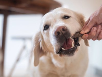 Golden retriever chewing on a treat held by a person’s hand indoors.