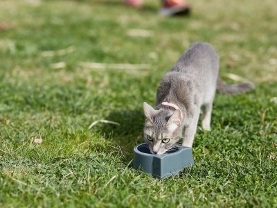Gray cat drinking water from a bowl on green grass outdoors.
