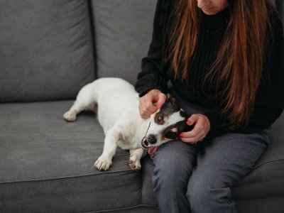 Woman petting a happy Jack Russell Terrier lying on a gray sofa.