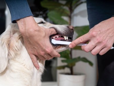 Person brushing a golden retriever's teeth with a white toothbrush for pet dental care.