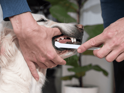 Dog_person brushing the dog's teeth_indoor_with petowner_advice