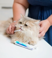 Cat Toothbrushing