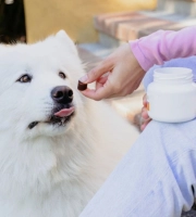 White fluffy dog being given a treat by a person sitting on outdoor steps holding a supplement jar.