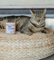 Cat with Zenifel Gel