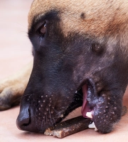Dog_Veggiedent chew_eating_outdoor_alone_advice