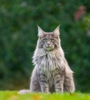 Fluffy gray Maine Coon cat sitting on green grass with a blurred garden background.