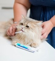 Cat Toothbrushing