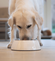 Dog_Labrador eating_indoor_alone_advice